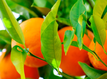 Naranjas Beni: Selección de producto